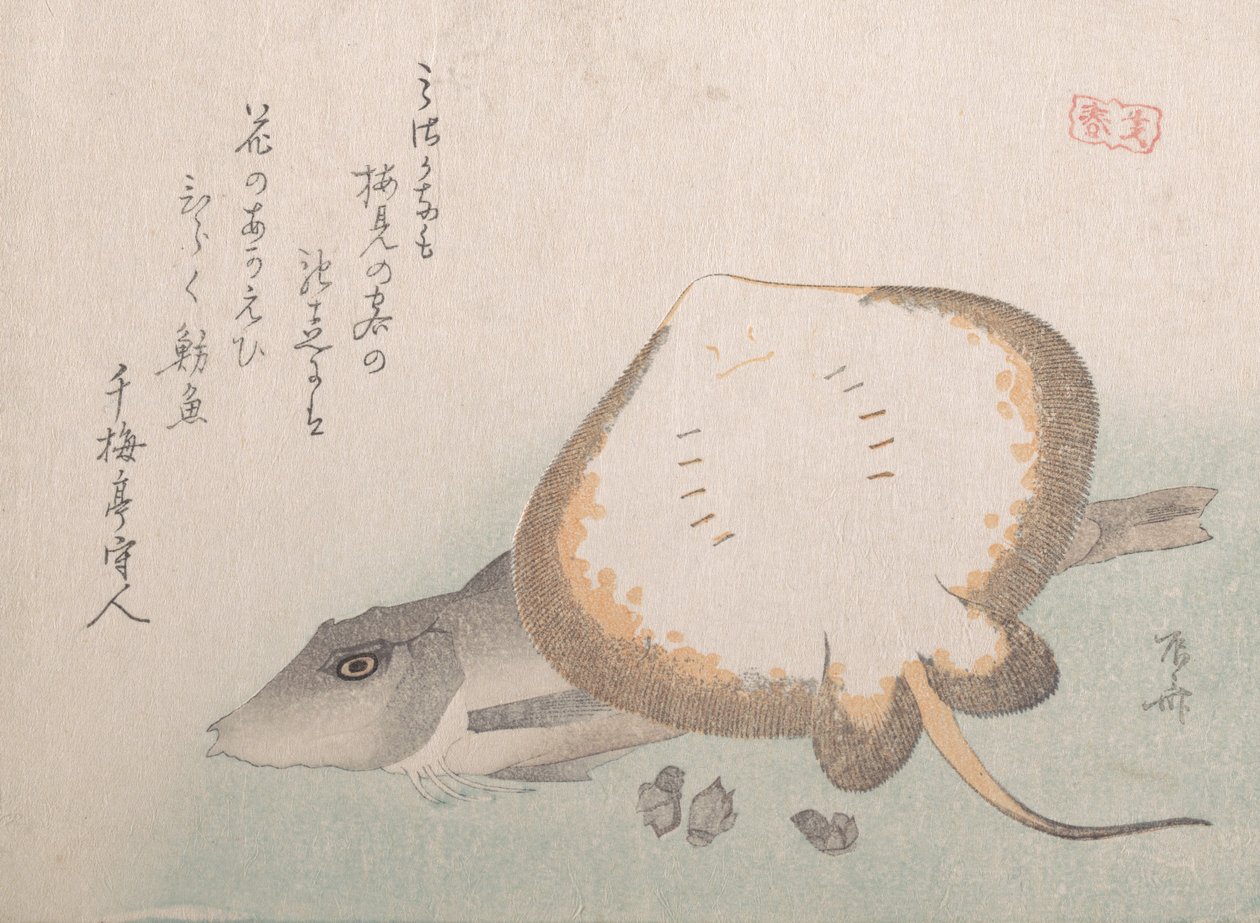 アカエイとホウボウ、おそらく1815年、おそらく1815年。 作： 新西