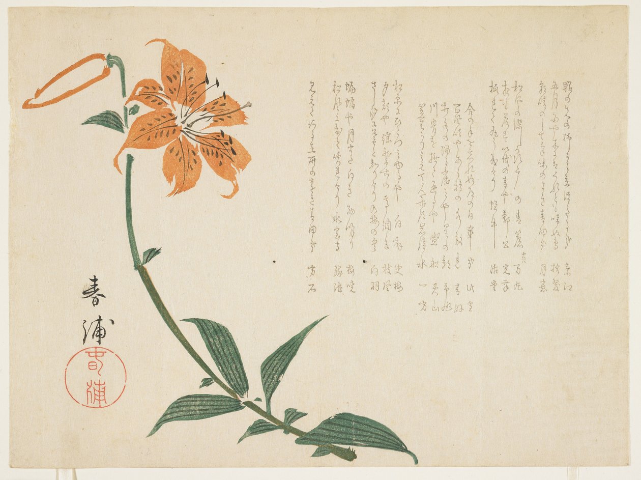 タイガーリリー、1861-64年頃（カラー木版印刷） 作： しんぽ