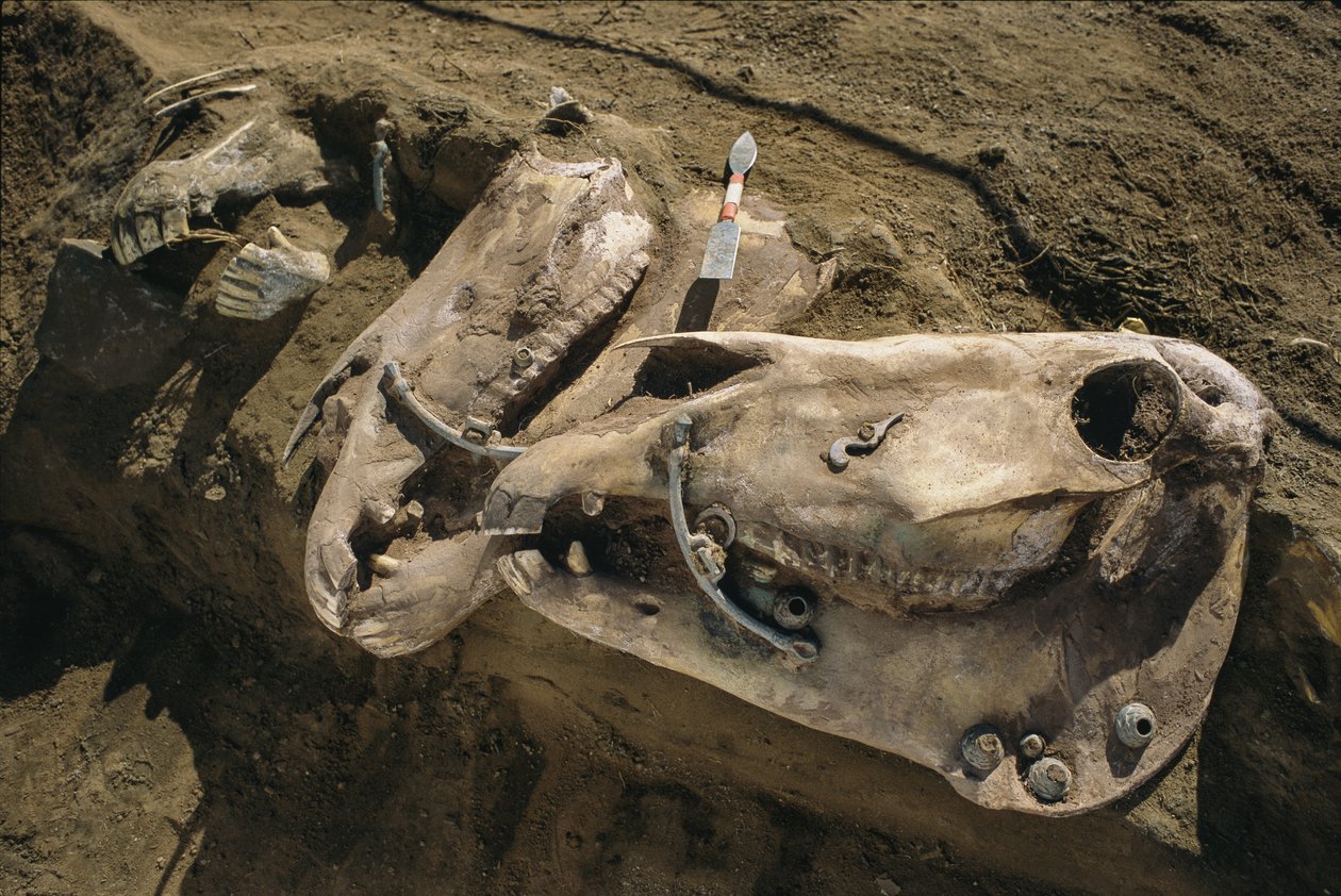 2022年、スキタイの墓に埋葬された手綱のついた馬の頭蓋骨（写真）。 作： シセ・ブリンベルグ