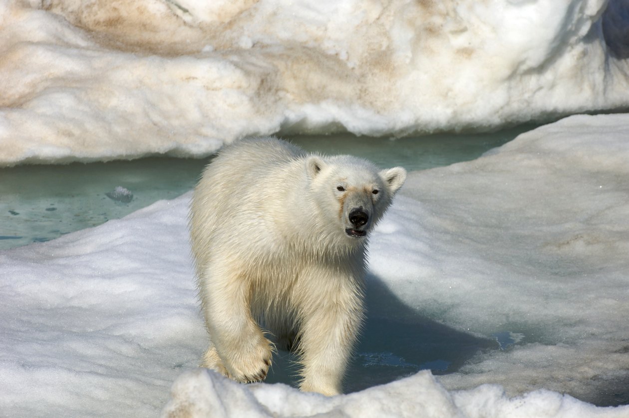流氷の上を歩くホッキョクグマ（Ursus maritimus）、ノルウェー、スバールバル諸島、2022年（写真）。 作： シセ・ブリンベルグ