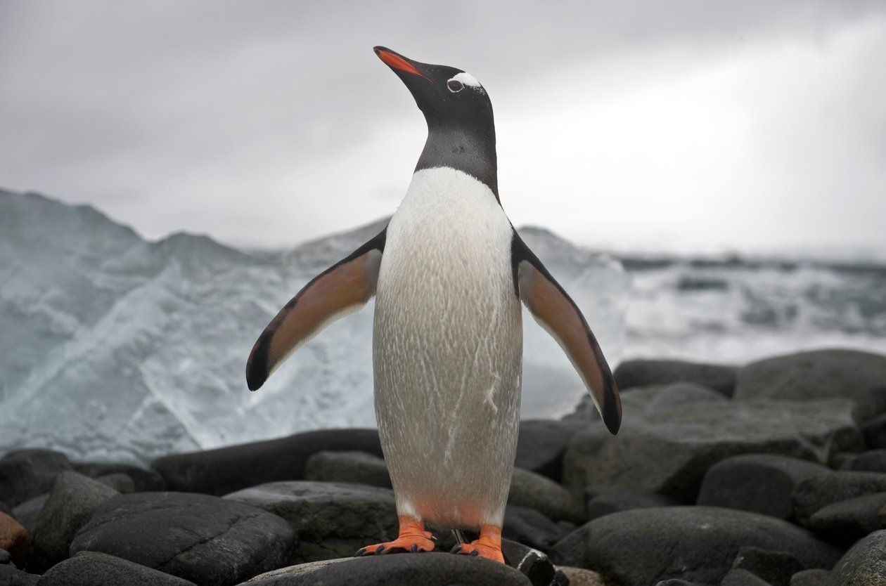 ジェンツーペンギンの肖像。南極大陸、2022年（写真） 作： シセ・ブリンベルグ