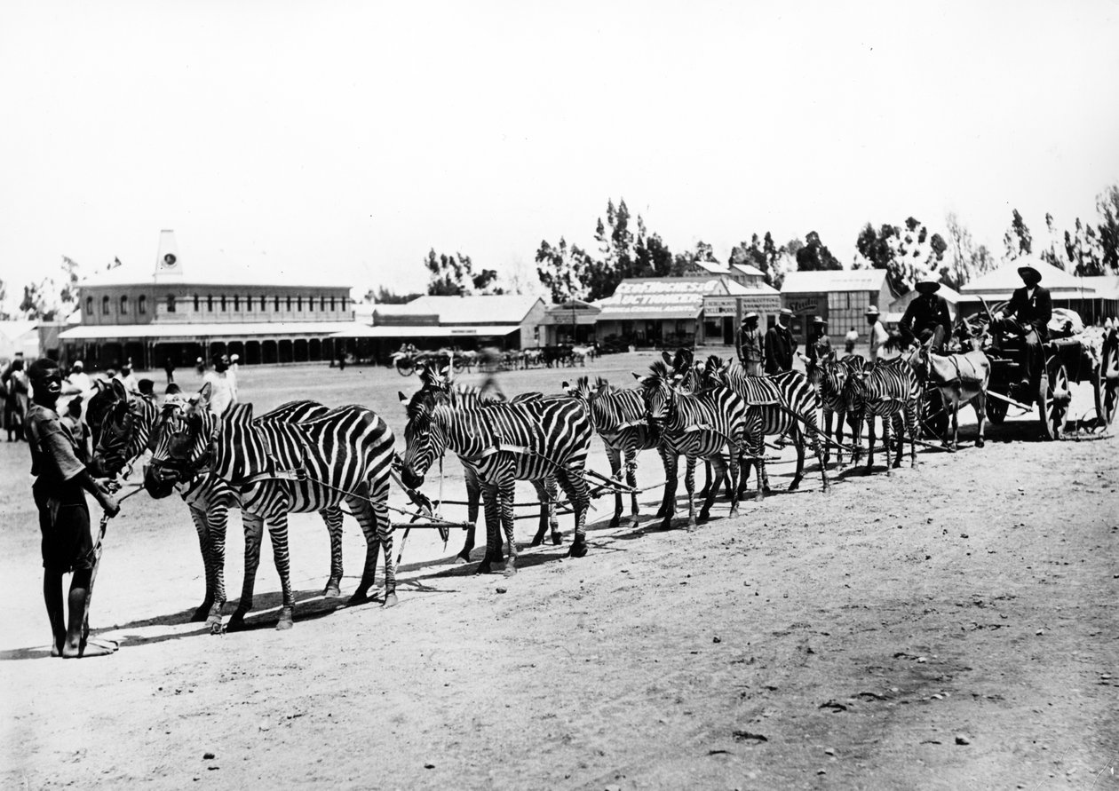 シマウマが描いたカート、1890年頃 作： 南アフリカの写真家