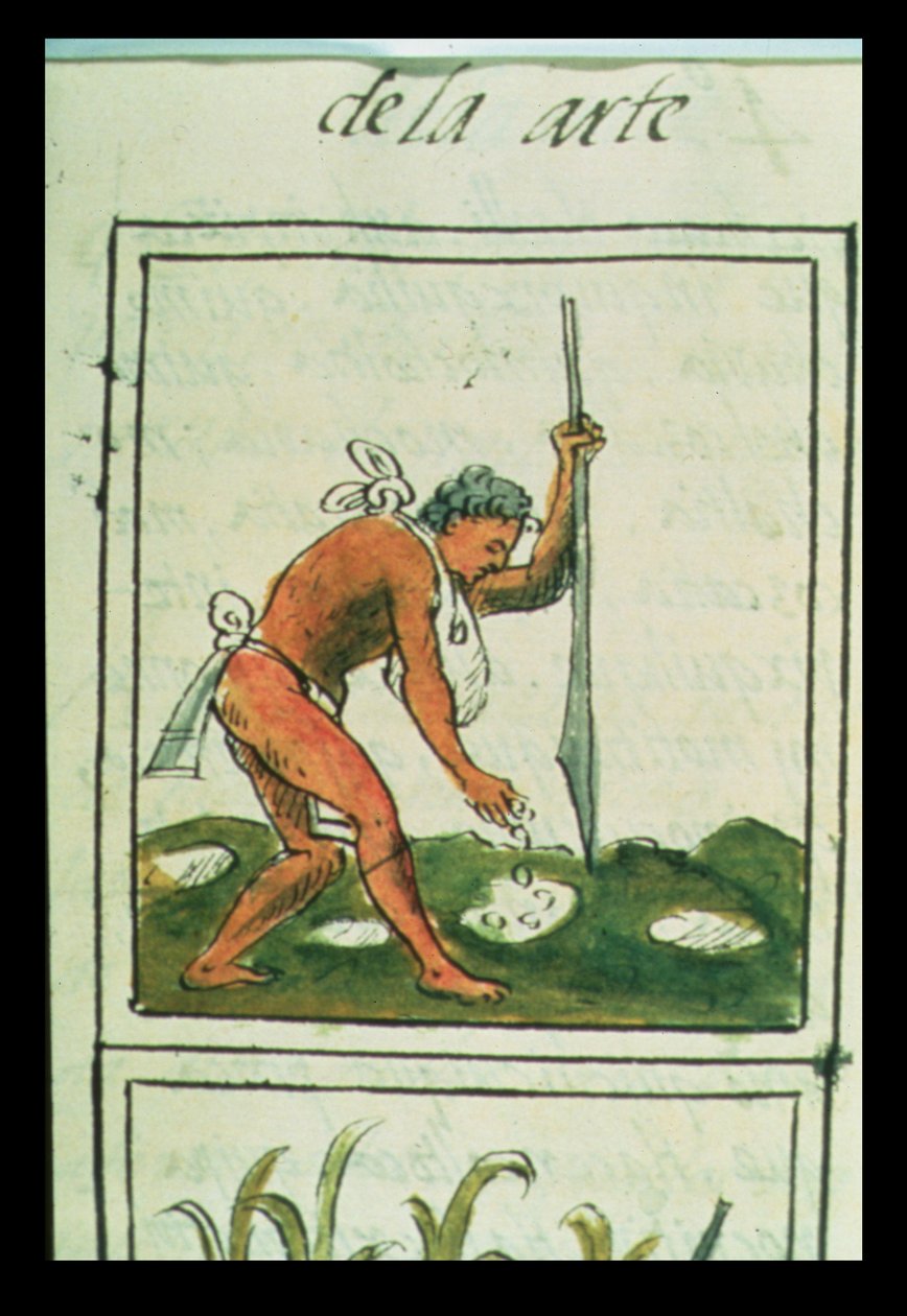 パラットさん218-220 Book IX Bernardino de Sahagunによる &39;Florentine Codex&39;からトウモロコシを植えるアステカ人の男、1540-85年頃 作： スペイン語学校
