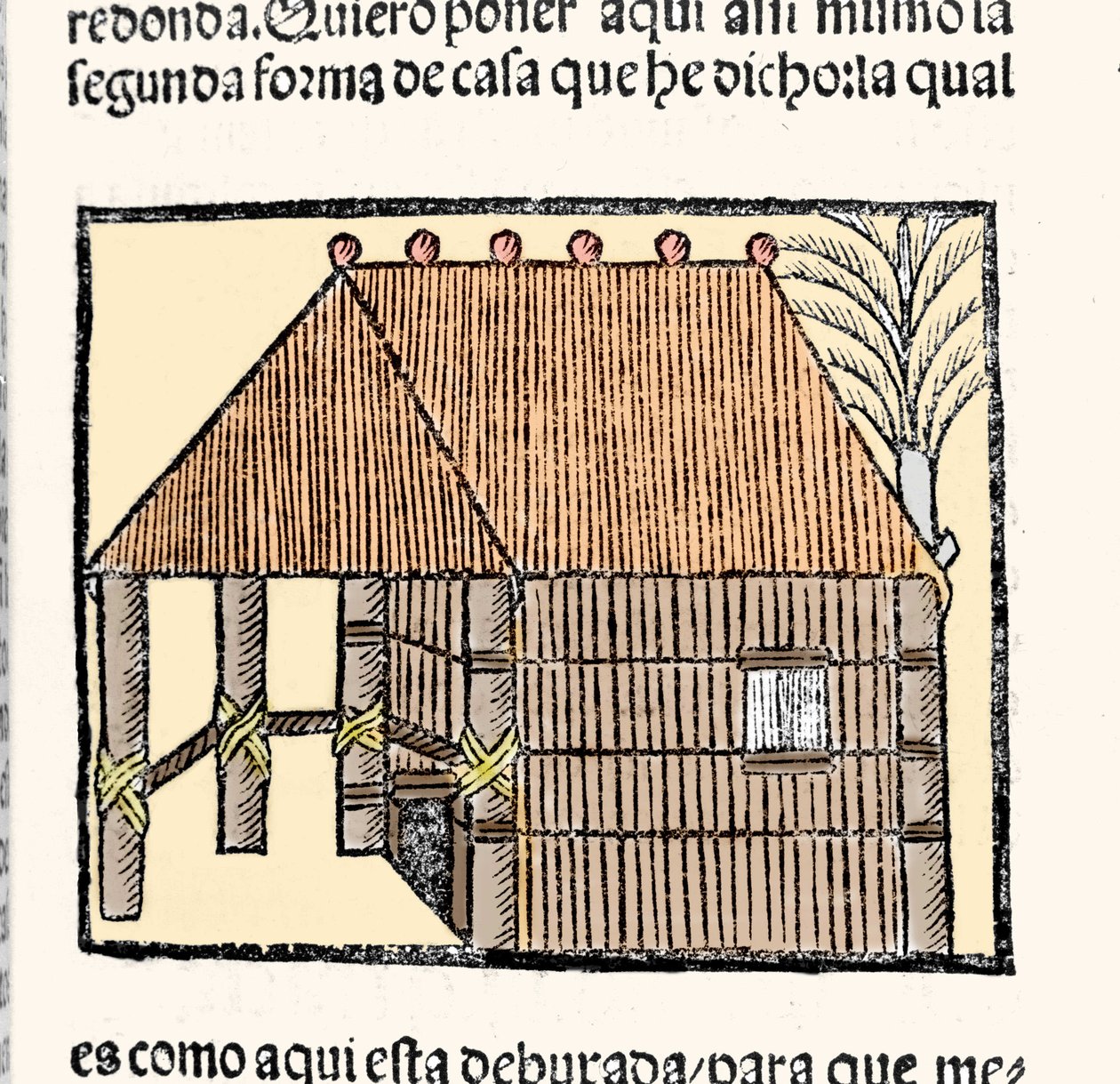 生息地：インディオスの小屋の説明。ゴンサロ・フェルナンデス・オビエド（Hernandez de Oviedo y Valdes）（1478-1557）の著書「Historia general de las Indias, islas y tierra firme del mar oceano」に掲載されている版画です。 作： スペイン語学校