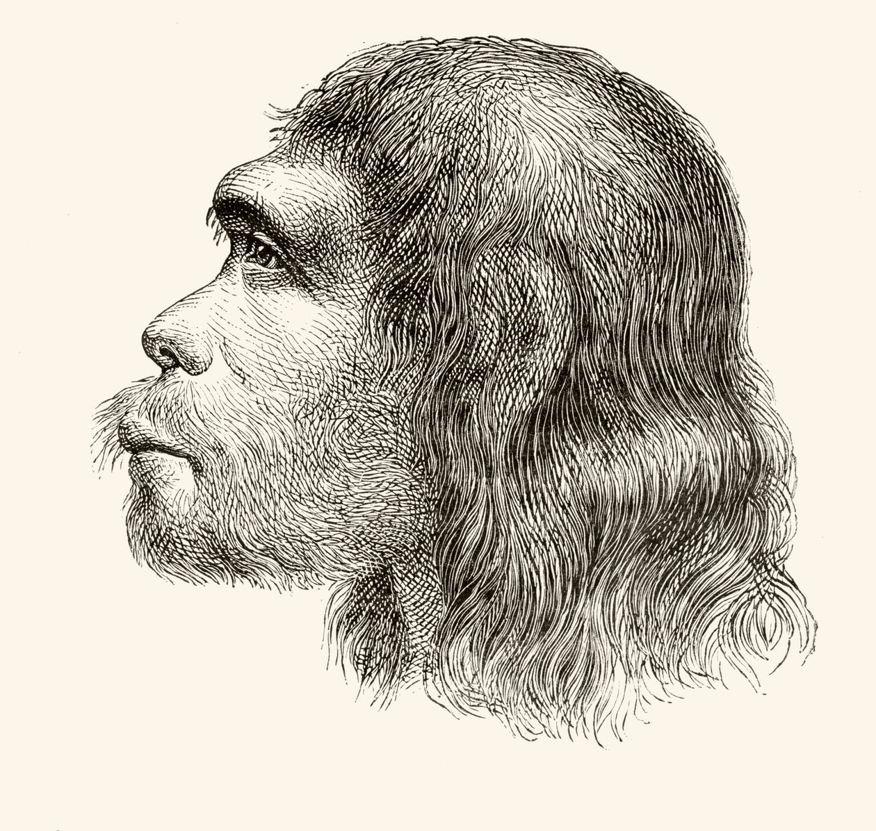 「ヌエストロシグロ」からのネアンデルタール人の頭は、1883年にバルセロナを公開 作： スペイン語学校