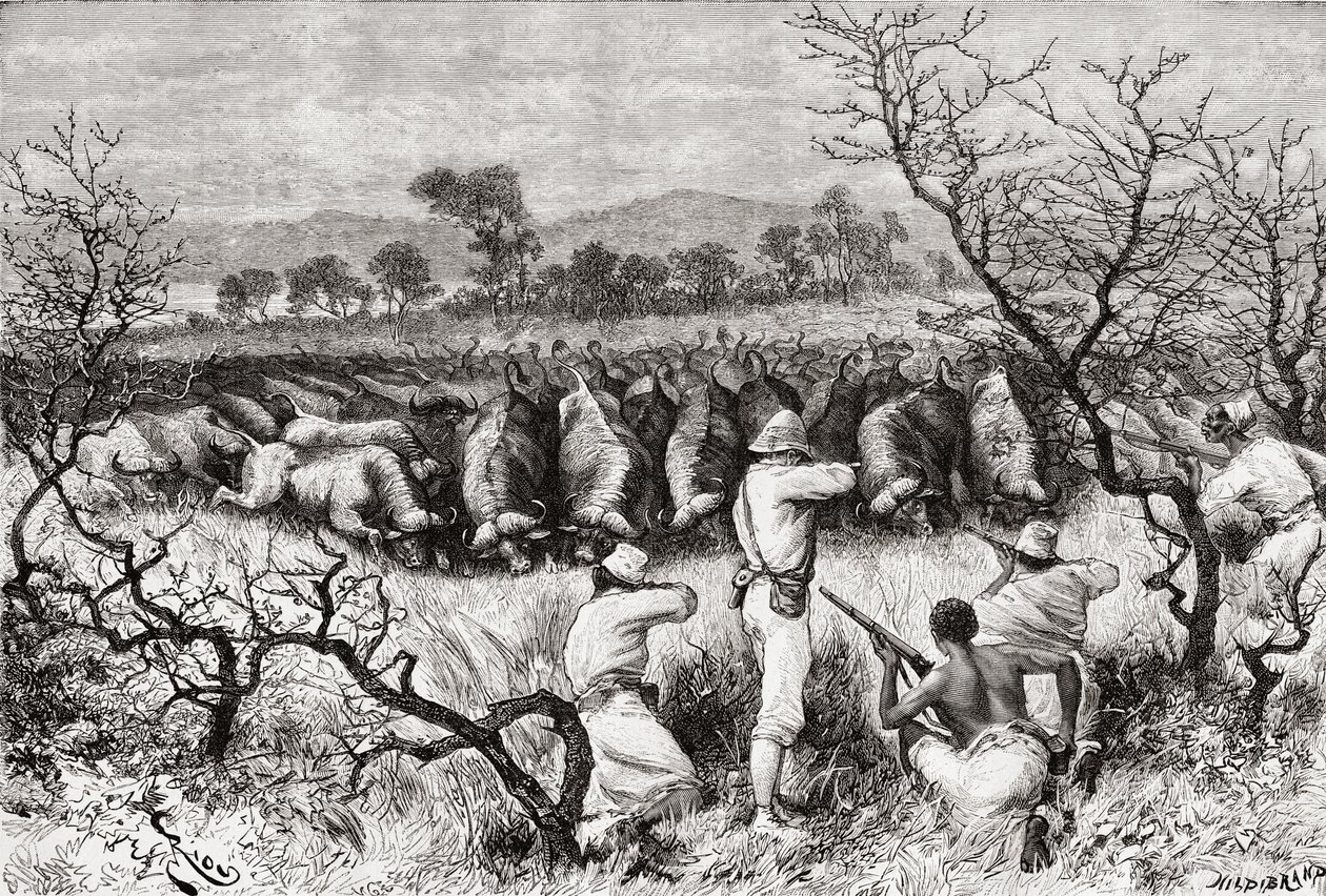 「アフリカピントレスカ」からの19世紀後半の中央アフリカの水牛の狩猟、1888年公開 作： スペイン語学校