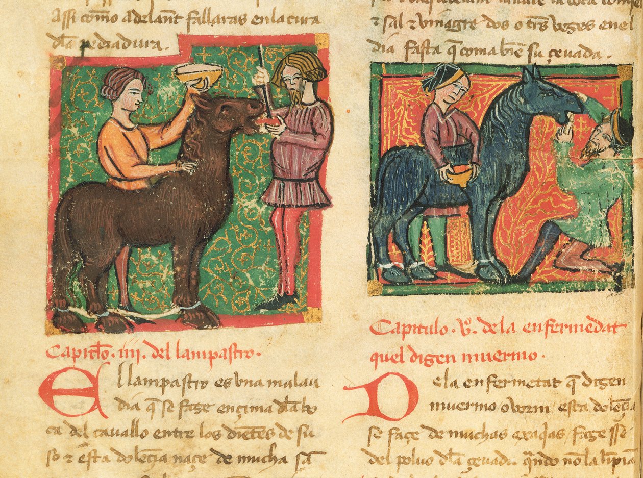 Ms 214 fol.26v Juan AlvarezによるLibro de Menescalcia y Albeyteriaの馬の舌炎の治癒、1390年頃 作： スペイン語学校