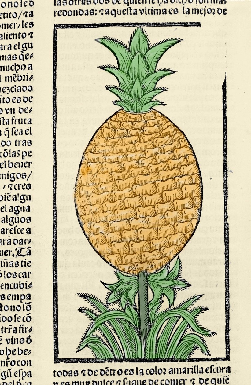 パイナップルを表現しています。Gonzalo Fernandez de Oviedo (Gonzalo) or Fernandez de, or Hernandez de Oviedo y Valdes (1478-1557)の著書「Historia general de las Indias, islas y tierra firme del mar oceano」からの挿絵。 作： スペイン語学校