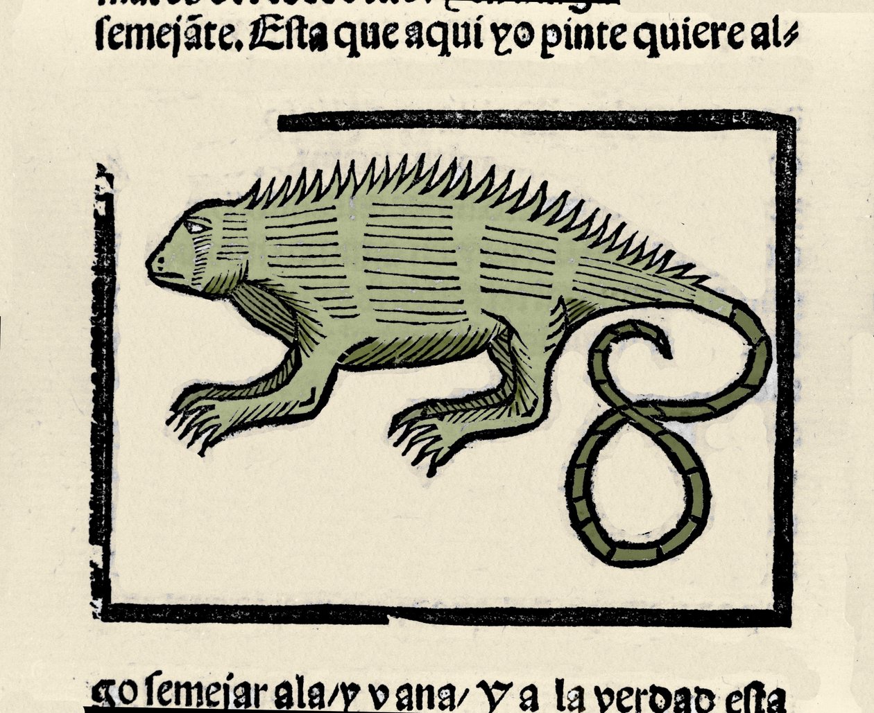イグアナを表現しています。Gonzalo Fernandez de Oviedo (Gonzalo) or Fernandez de, ou Hernandez de Oviedo y Valdes (1478-1557)の著書「Historia general de las Indias, islas y tierra firme del mar oceano」からの挿絵。 作： スペイン語学校