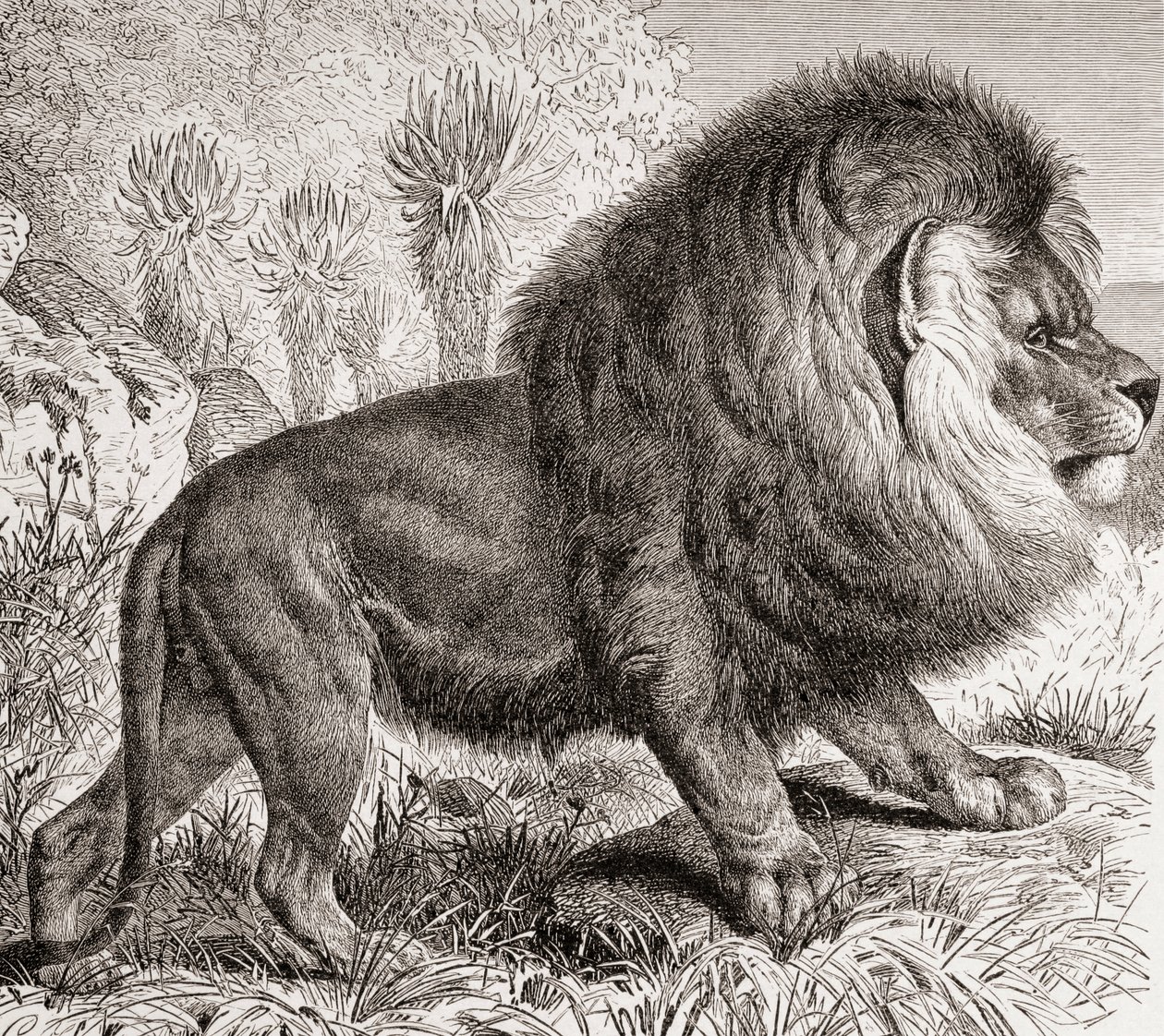 現在は絶滅したケープライオン（1885年頃の版画『La Vida de los Animales』より） 作： スペイン語学校