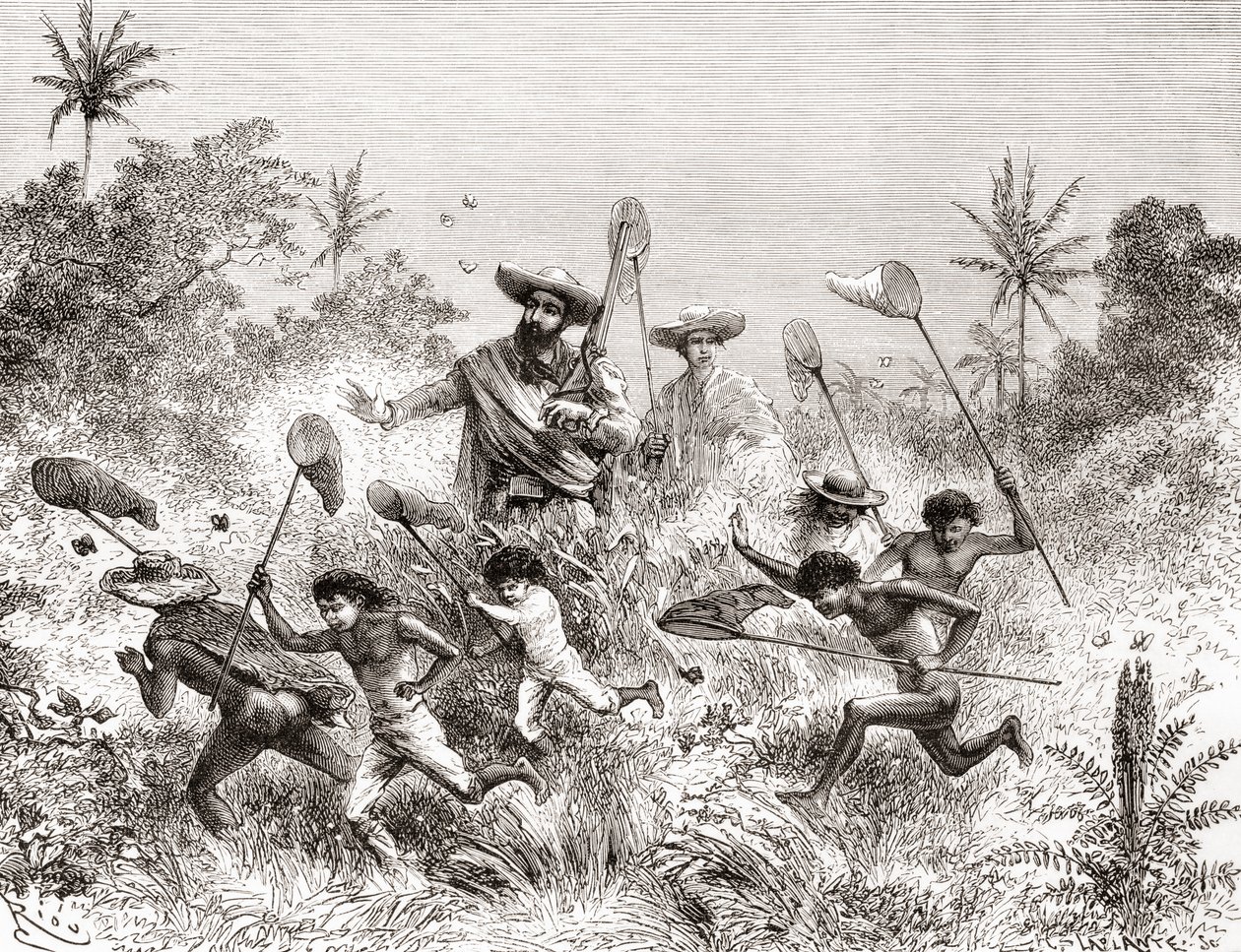 エドワールフランソワアンドレは、ベネズエラのビリャビセンシオで1875年から76年にかけてアンデス山脈の麓で植物探検をしているときに蝶を捕まえました。 作： スペイン語学校