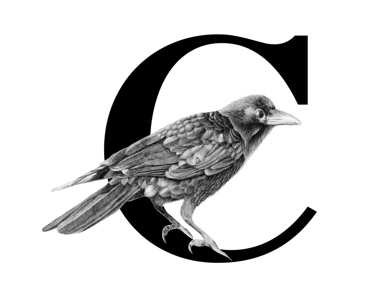 C is for Crow, 2018（黒鉛筆＆デジタル） 作： ステイシー・スー