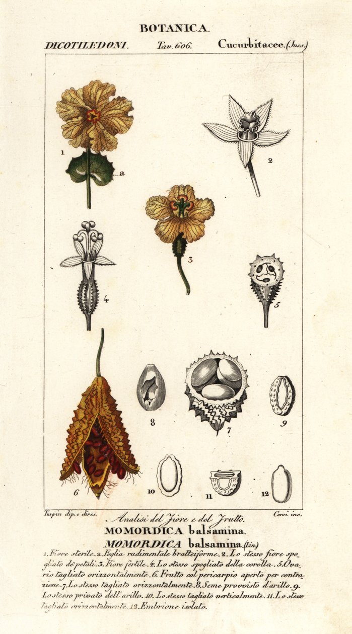 アフリカキュウリ、Momordica balsamina 作： スタンギスタンギ