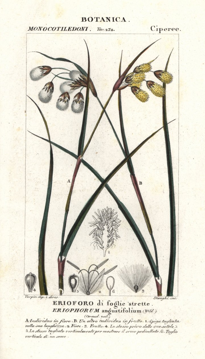 コットングラスまたはコットンスゲ、Eriophorum angustifolium 作： スタンギスタンギ