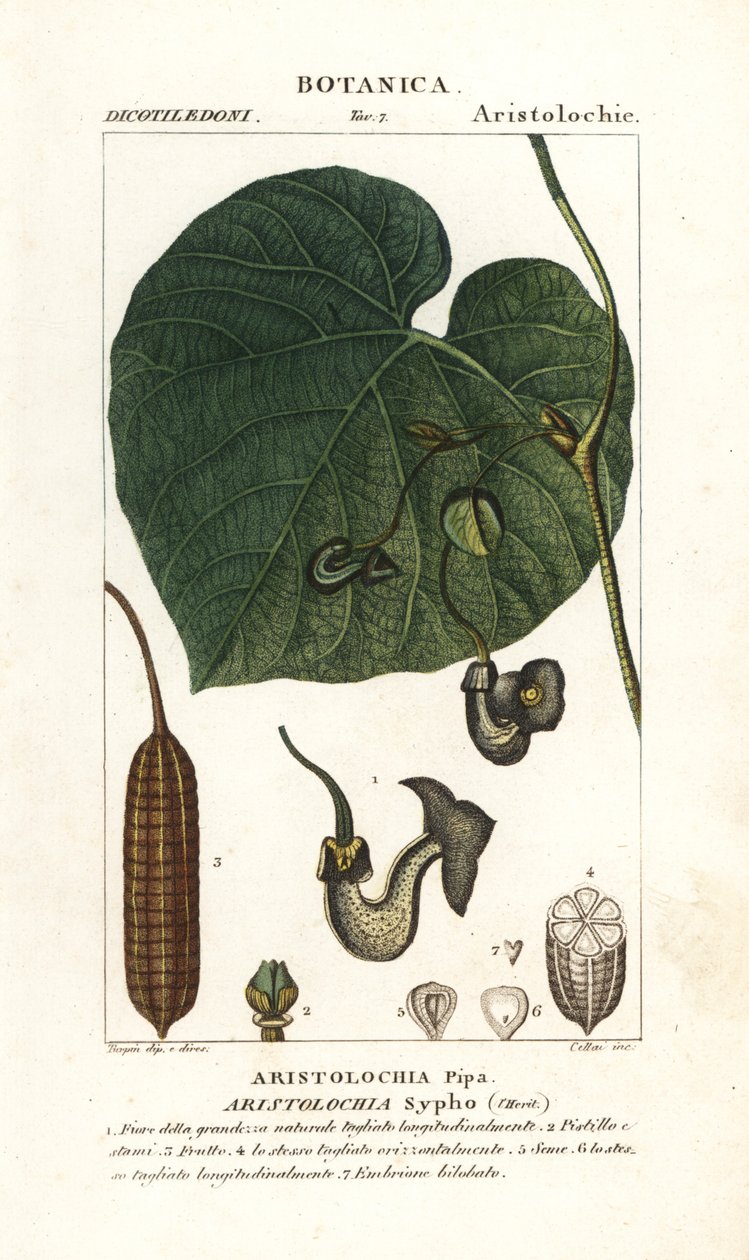 オランダ人のパイプまたはパイプバイン、Aristolochia macrophylla 作： スタンギスタンギ
