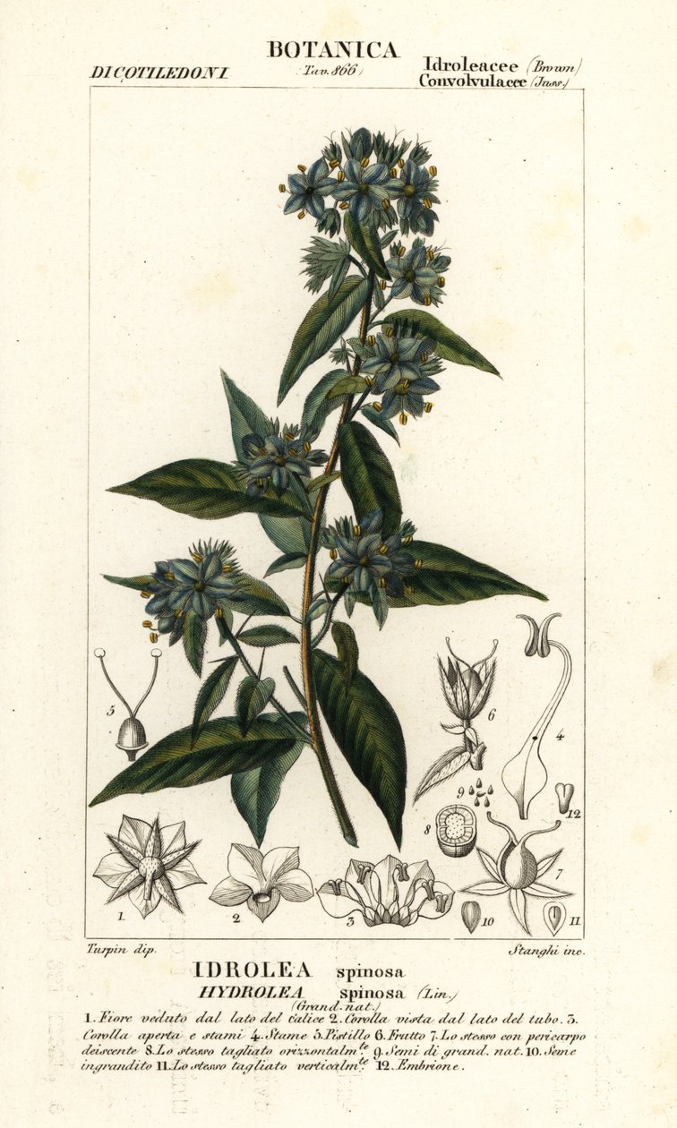 偽フィドルリーフ、Hydrolea spinosa 作： スタンギスタンギ