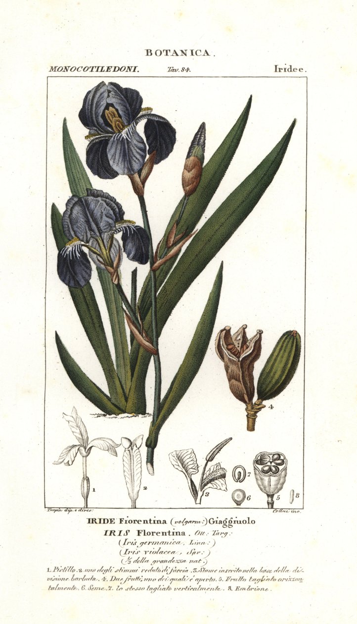 フィレンツェのアイリス、Iris germanica var florentina 作： スタンギスタンギ