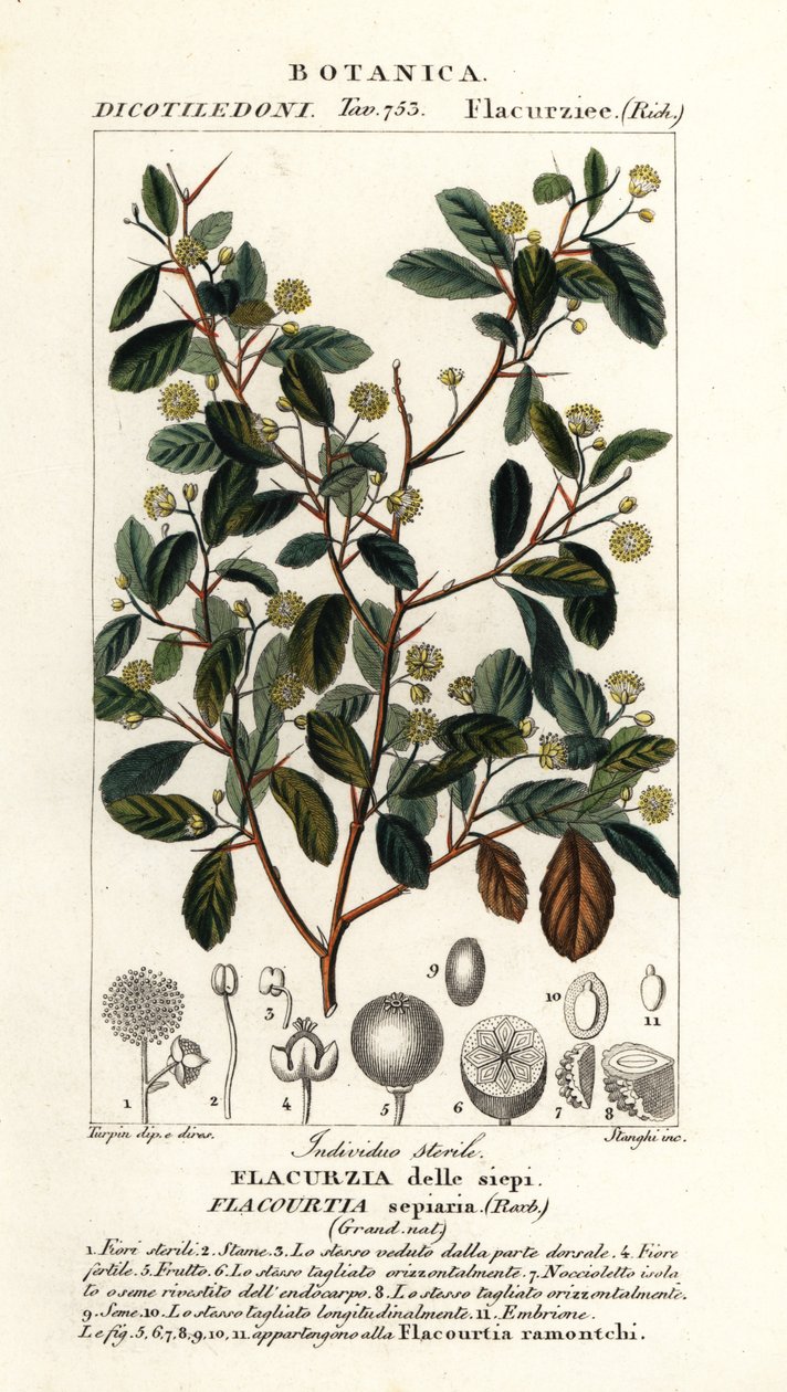 インドのプラム、Flacourtia indica 作： スタンギスタンギ