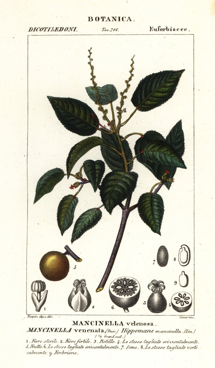 Manchineel またはビーチ アップル ツリー、Hippomane mancinella 作： スタンギスタンギ