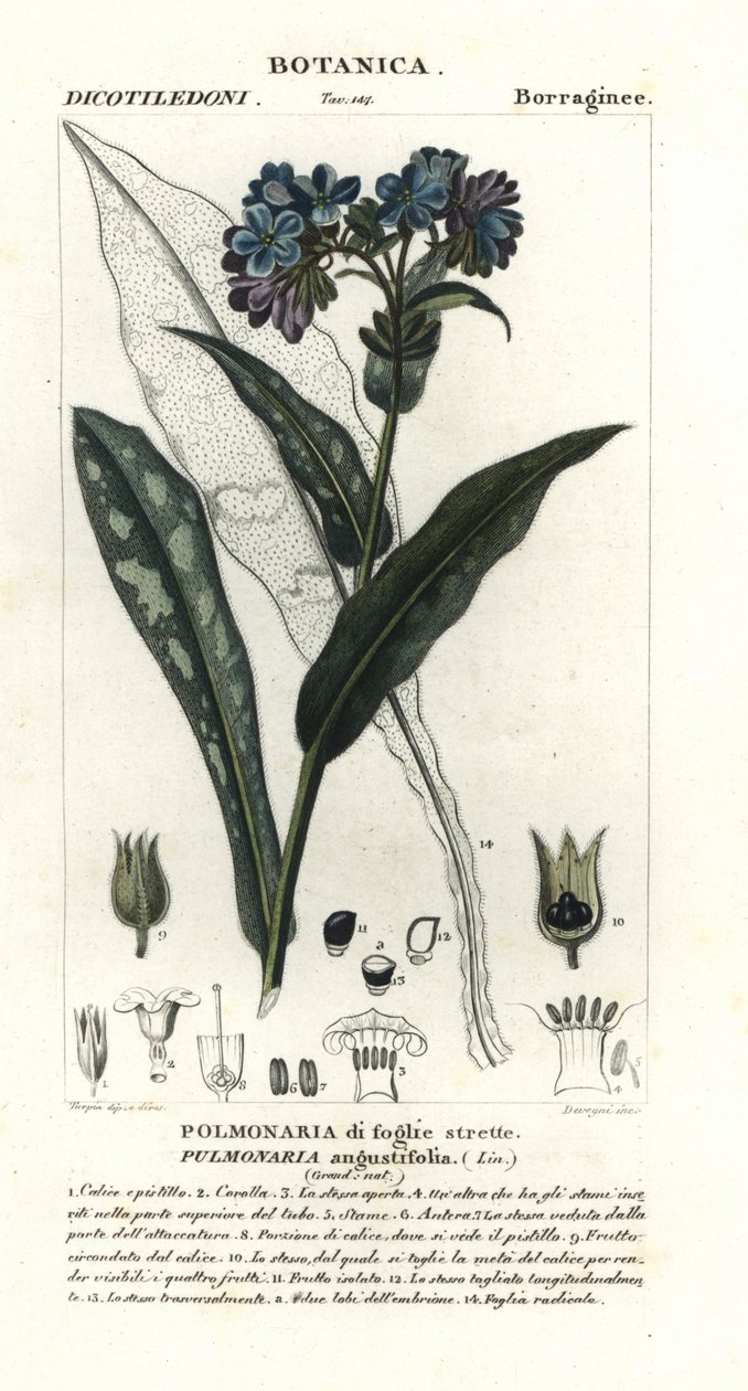 狭葉ツルゴケ、Pulmonaria angustifolia 作： スタンギスタンギ