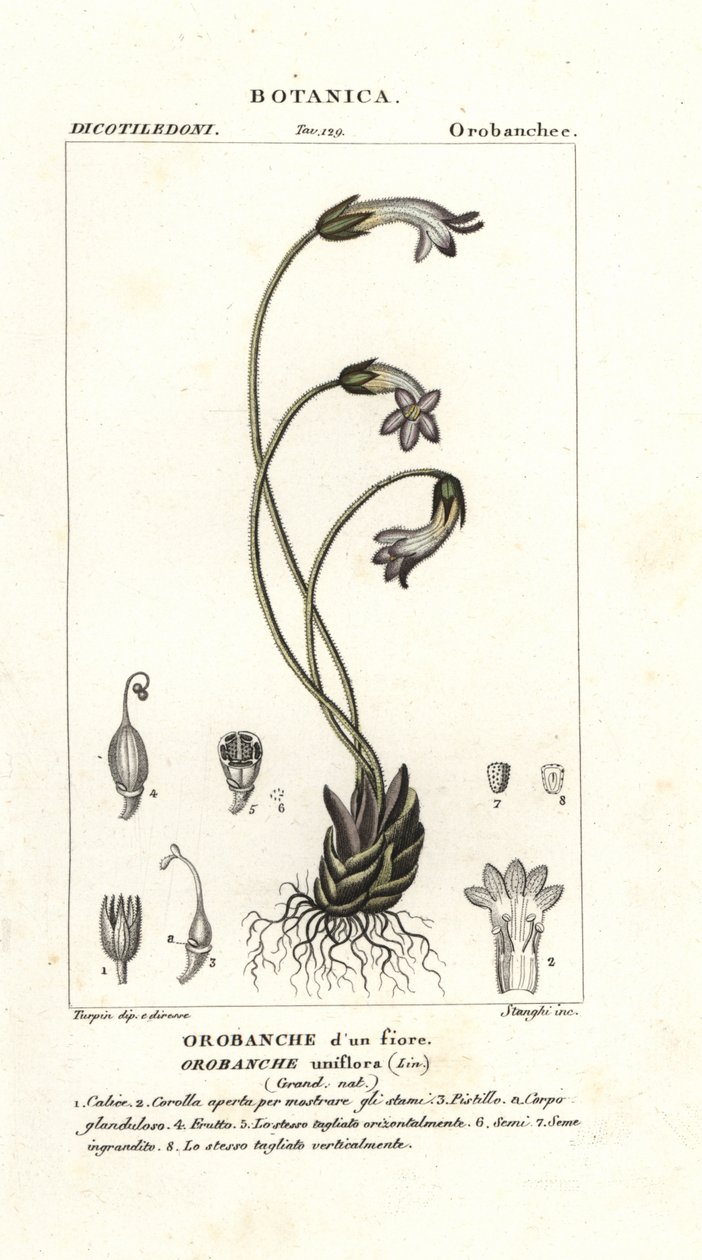 一輪ホウキ、Orobanche uniflora 作： スタンギスタンギ