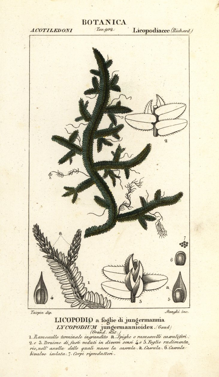 Selaginella jungermannioides シダ 作： スタンギスタンギ