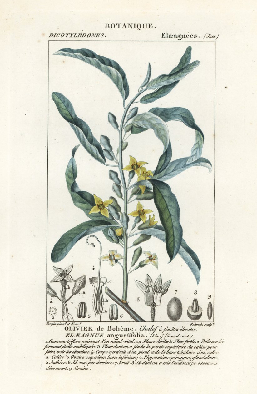 シルバーベリーまたはオレアスター、Elaeagnus angustifolia 作： スタンギスタンギ