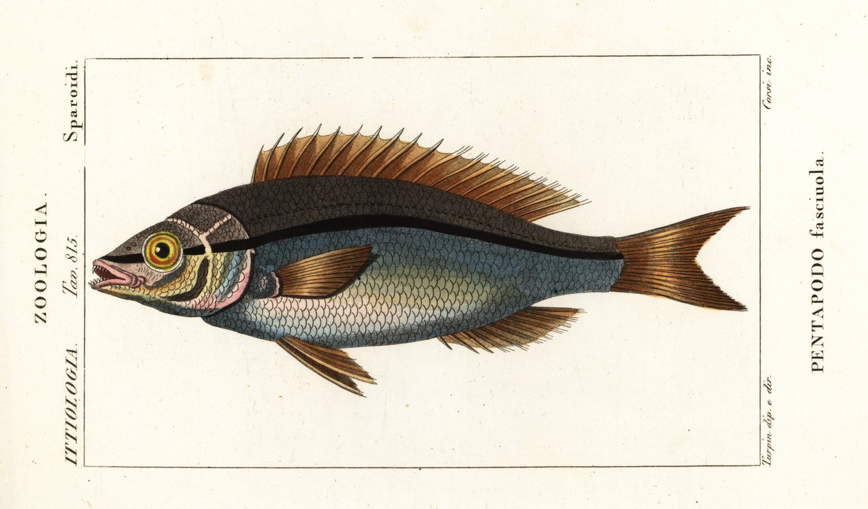 トゲダイ、Pentapodus fasciuola 作： スタンギスタンギ
