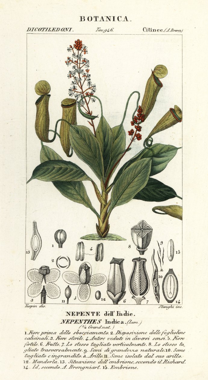 熱帯投手植物、Nepenthes distillatoria 作： スタンギスタンギ