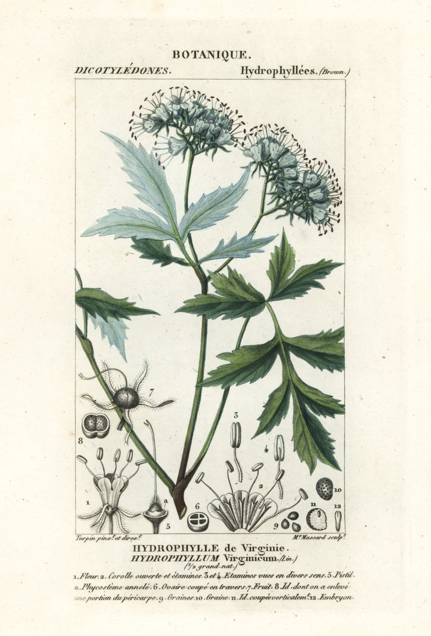 バージニア ウォーターリーフ、Hydrophyllum virginianum 作： スタンギスタンギ