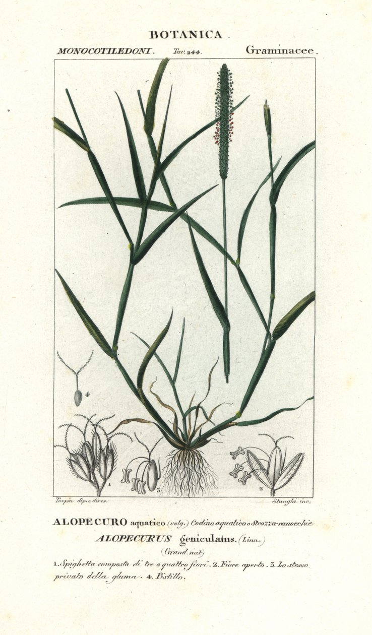 水アワ、Alopecurus geniculatus 作： スタンギスタンギ