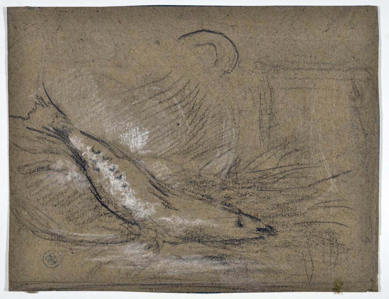 魚の研究（描画） 作： スタニスラス・トレント・イ・デ・アマット