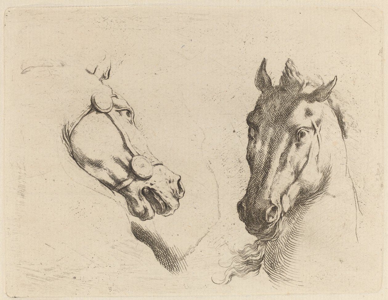 横顔と 4 分の 3 で見られる馬の頭 作： ステファノ・デラ・ベラ