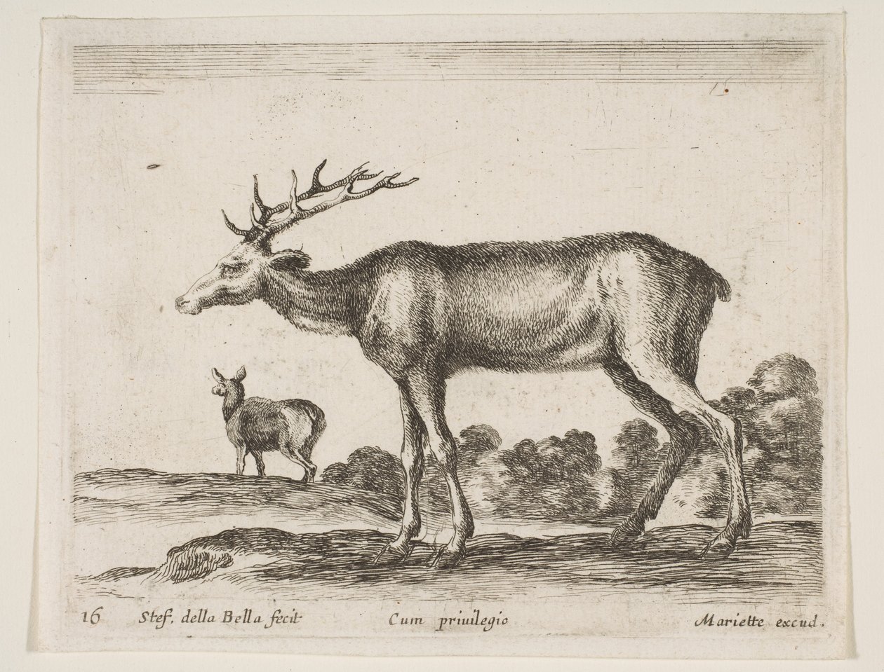 プレート16：さまざまな動物のクワガタDiversi animali、ca. 1641年。 作： ステファノ・デラ・ベラ