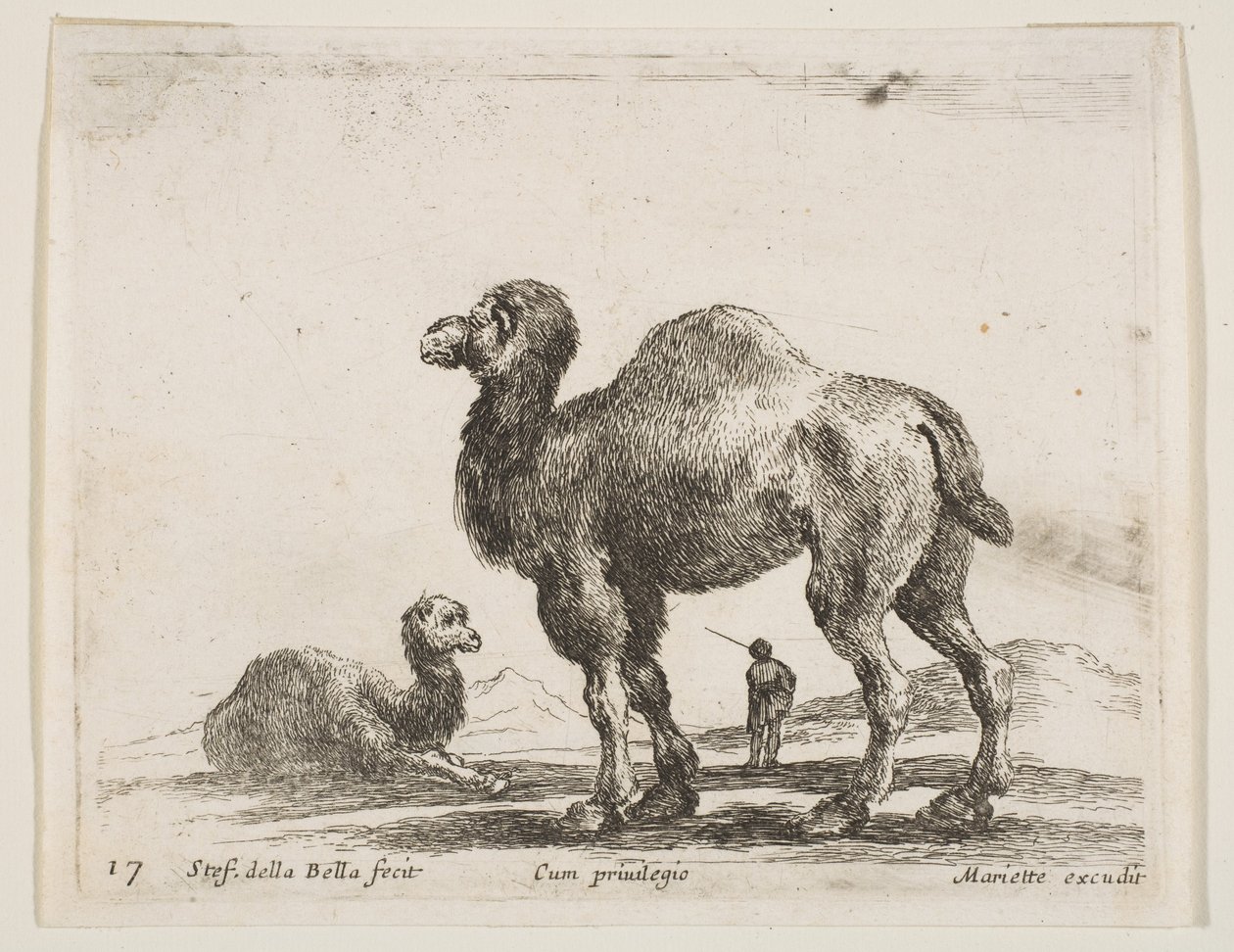 プレート17：さまざまな動物のラクダDiversi animali、ca. 1641年。 作： ステファノ・デラ・ベラ