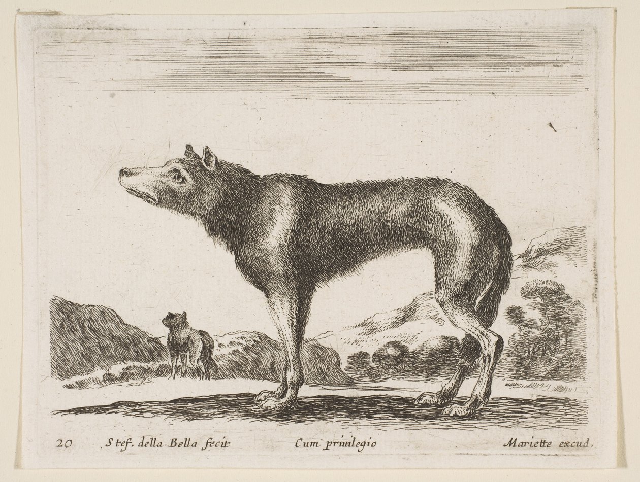 プレート20：オオカミ、さまざまな動物から異なる動物、ca。 1641年。 作： ステファノ・デラ・ベラ