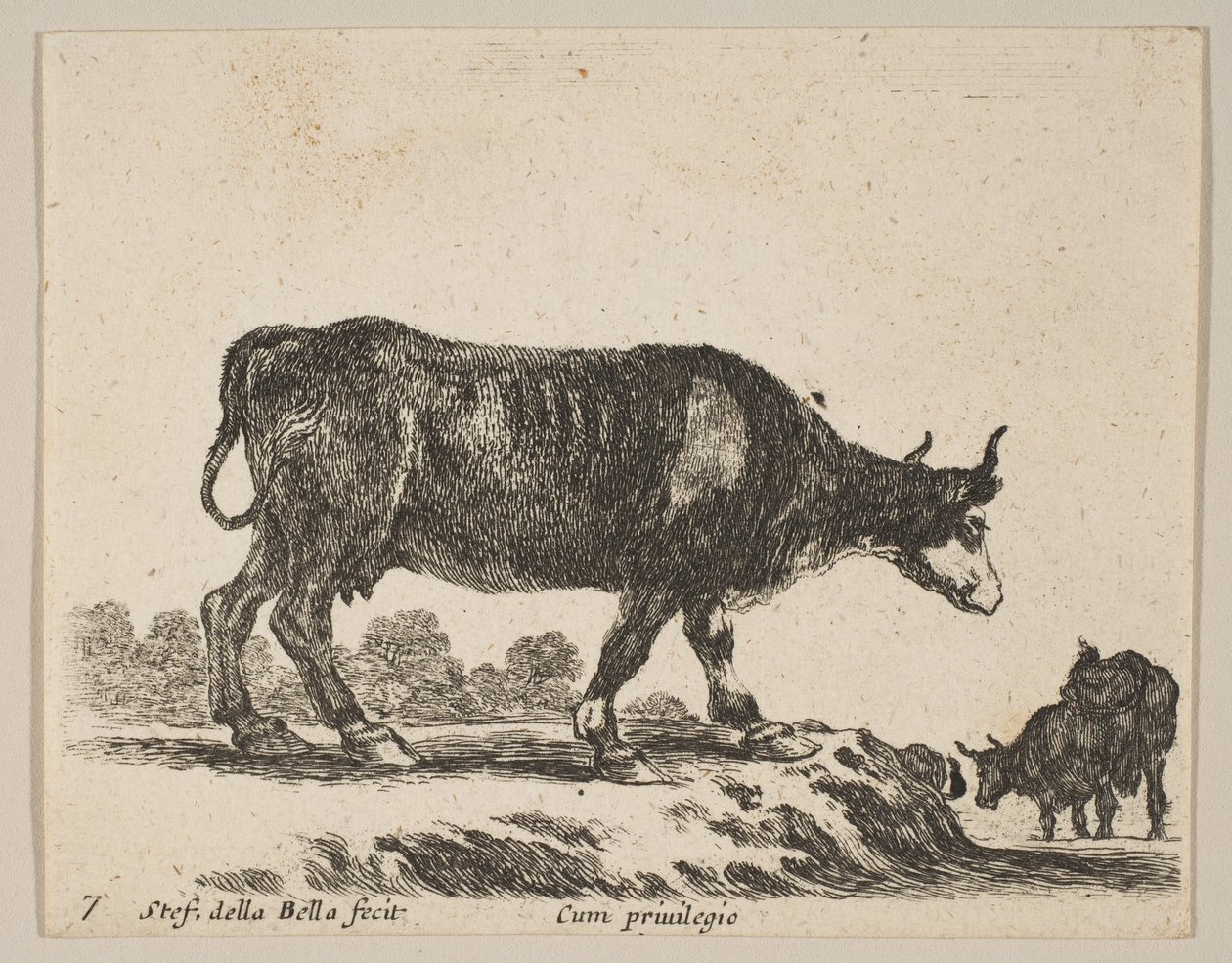 プレート7：さまざまな動物の牛Diversi animali、ca. 1641年。 作： ステファノ・デラ・ベラ