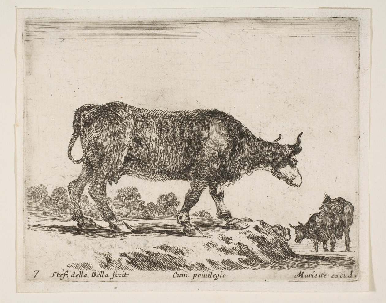 プレート7：牛、さまざまな動物からDiversi animali、ca. 1641年。 作： ステファノ・デラ・ベラ