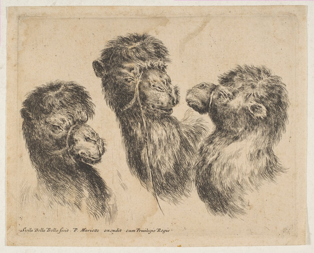 3つのキャメルヘッド、ca。 1641年。 作： ステファノ・デラ・ベラ