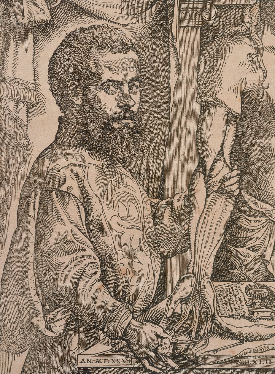 死体の前腕の筋肉を解剖するアンドレアス・ヴェサリウス、1543年。 作： スティーブン・ヴァン・カルカー