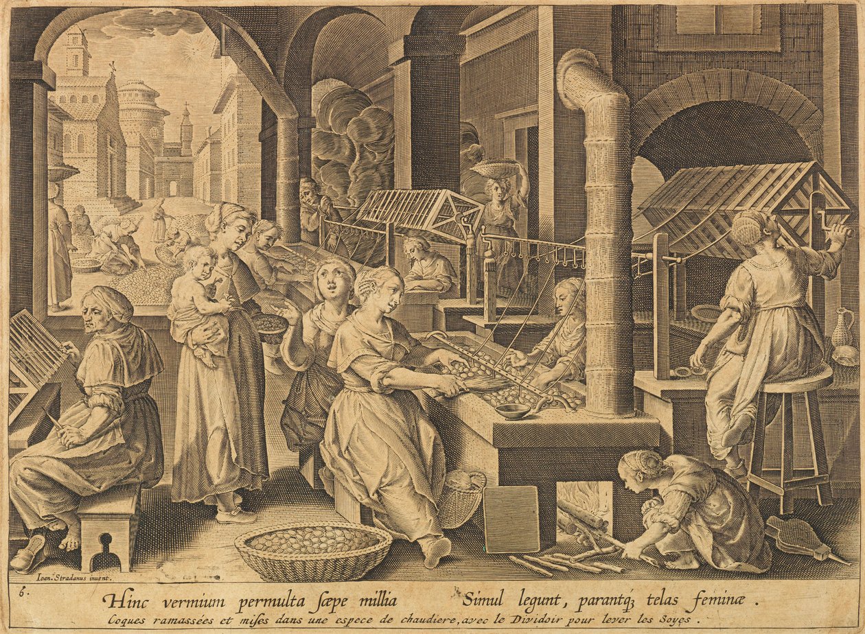 1640年以降の絹抽出Vermis sericus. 作： ストラダヌス