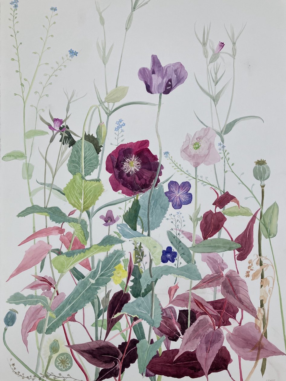 庭の花、6月、2025年（水彩、紙） 作： 