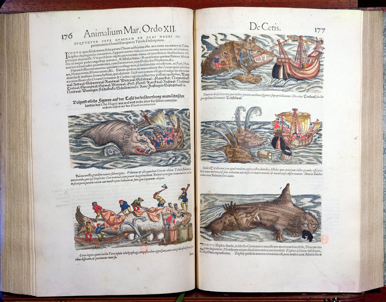 クジラと捕鯨、付録historiae quadrupedum、viviparorum et ovipororum、コンラッドゲスナー（1516-65）、スイスの博物学者、1554（カラー彫刻） 作： スイスの学校
