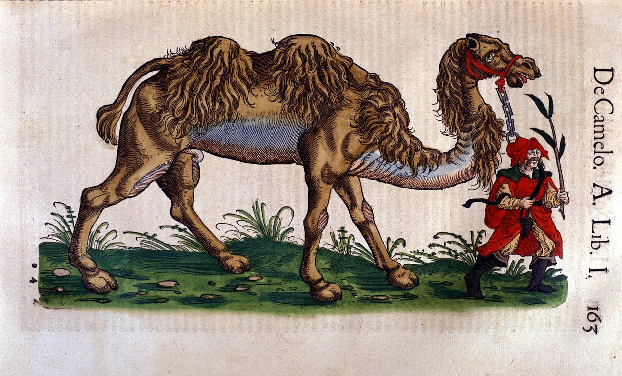 ラクダの表現、コンラッド・ゲスナーの「Historiae animalium」の挿絵 作： スイスの学校