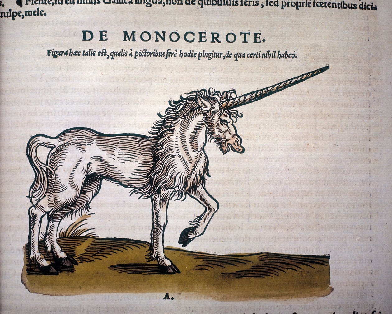 ユニコーン、コンラッド・ゲスナーの「Historiae Animalium」のイラスト 作： スイスの学校