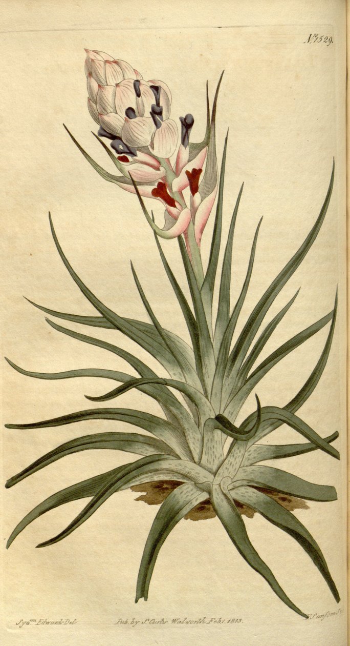 Tillandsia strictaのイラスト 作： シデナム・ティースト・エドワーズ