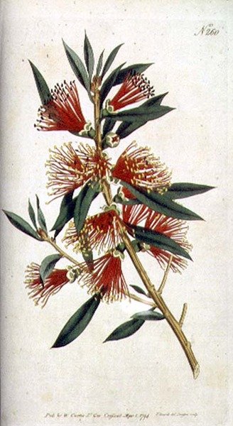 Harsh leaved Metrosideros (Metrosideros citrina), William Curtis