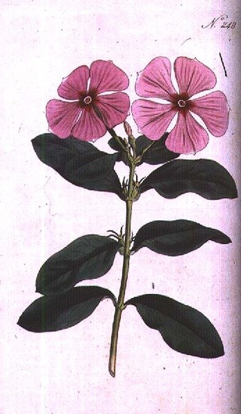 ニチニチソウ（Vinca rosea madagascar）、William Curtisの「The Botanical Magazine」（または「Flower Garden Displayed」）のプレート248、F. Sansomの彫刻、Pub.1793-94年（彫刻）。 作： Sydenham Teast（後）Edwards