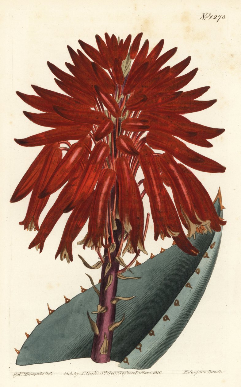 Aloe - Rubble aloe, Aloe perfoliata（Mitre aloe, Aloe mitraeformis）。William Curtis