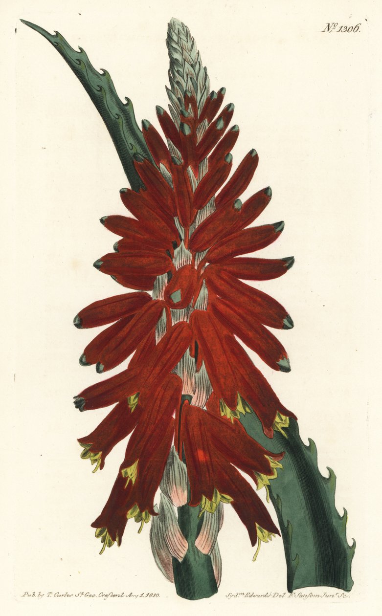 アロエの木 - Narrow leaved sword aloe, Aloe arborescens.William Curtis